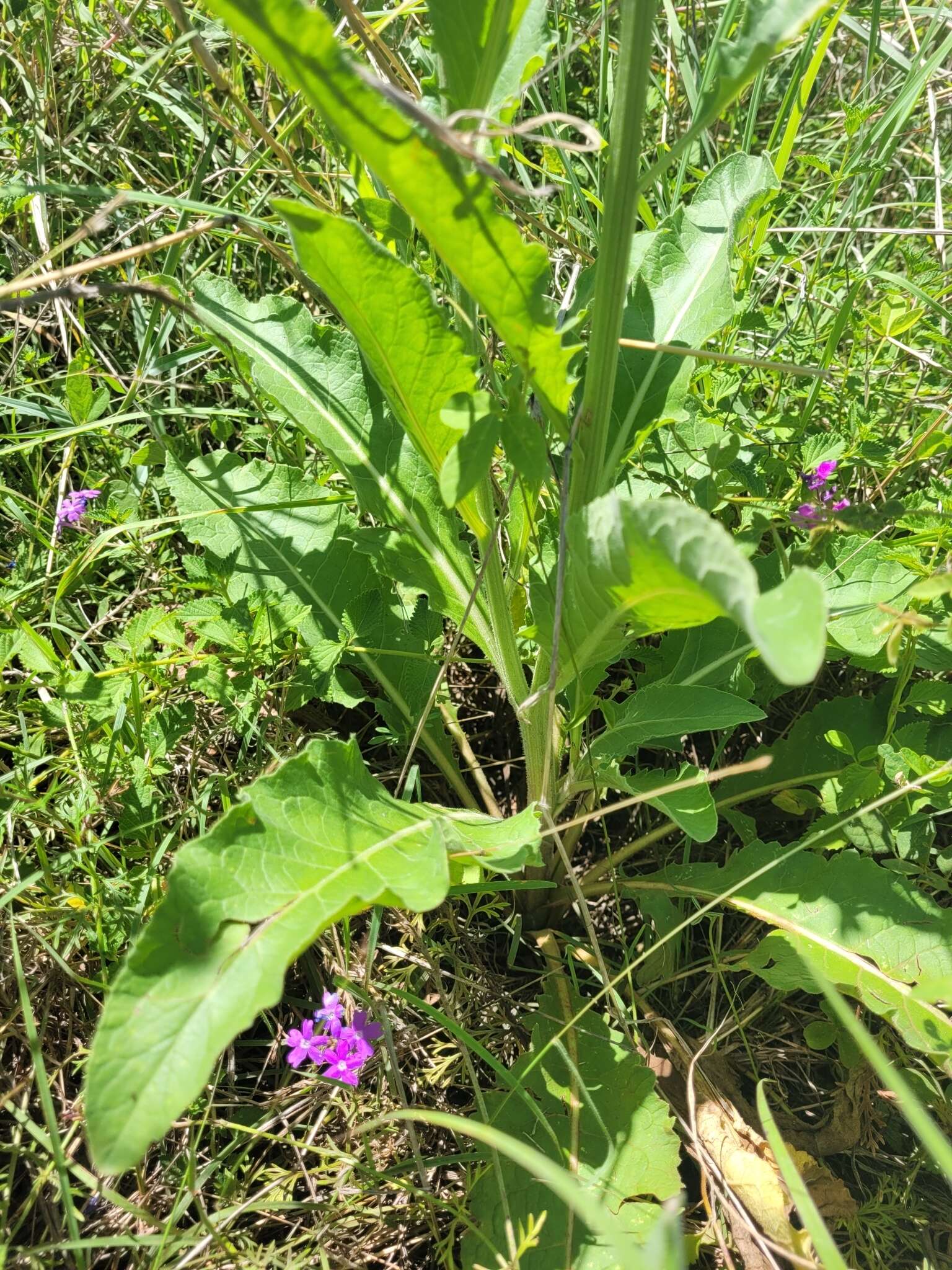 Image of Rhaponticum australe (Gaud.) Soskov