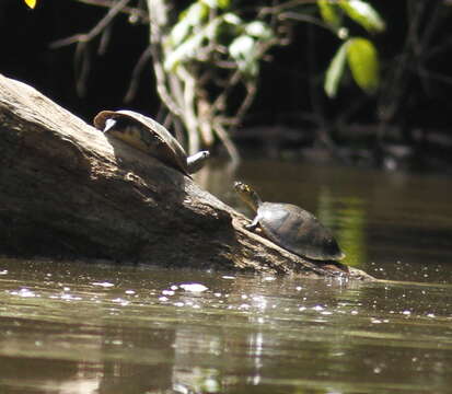 Image of Yellow-headed sideneck turtle