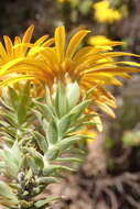 Image of Oedera calycina (L. fil.) N. G. Bergh