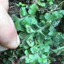 Image of Asplenium pleurosorum Christenh.