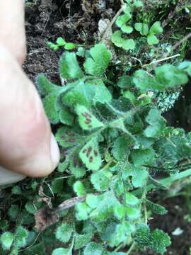 Asplenium pleurosorum Christenh.的圖片