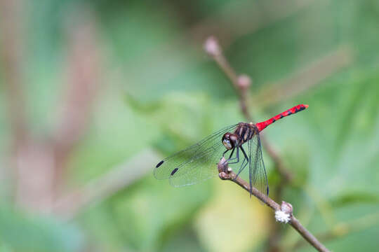 Image of Sympetrum nantouensis Tang, Yeh & Chen 2013