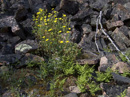 Image de Potentilla asperrima Turcz.