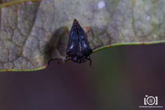 Imagem de Carynota maculata Funkhouser