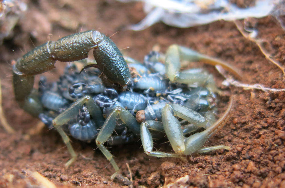 Image of Uroplectes flavoviridis Peters 1861