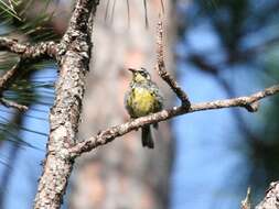 Image of Bahama Warbler