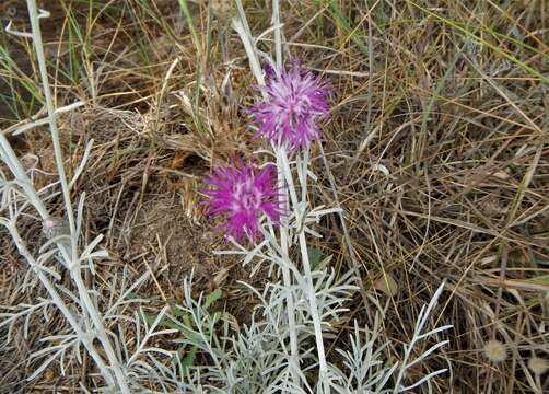 Слика од Centaurea diomedea Gasparr.