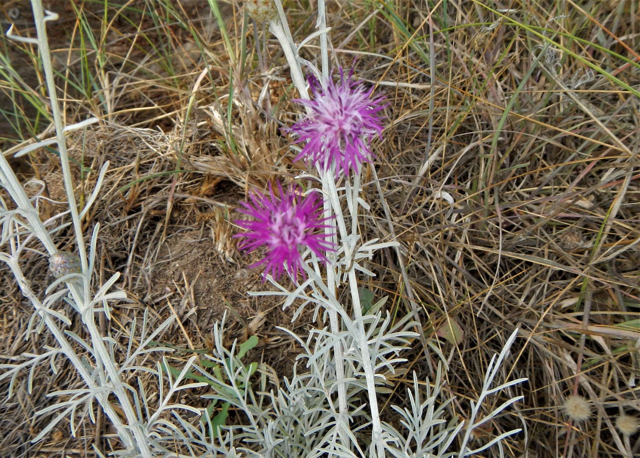 Centaurea diomedea Gasparr.的圖片