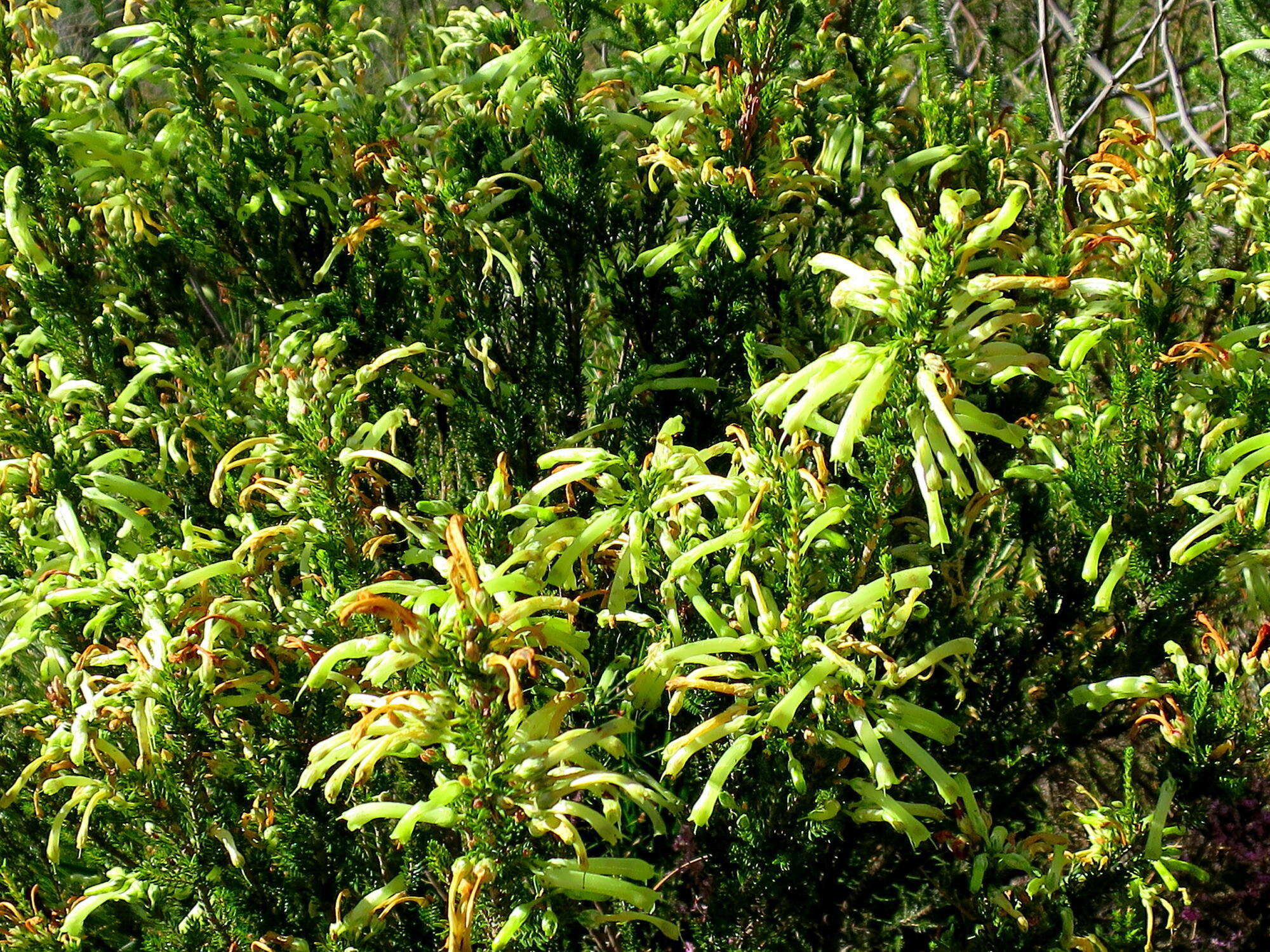 Image of Ever-flowering heath