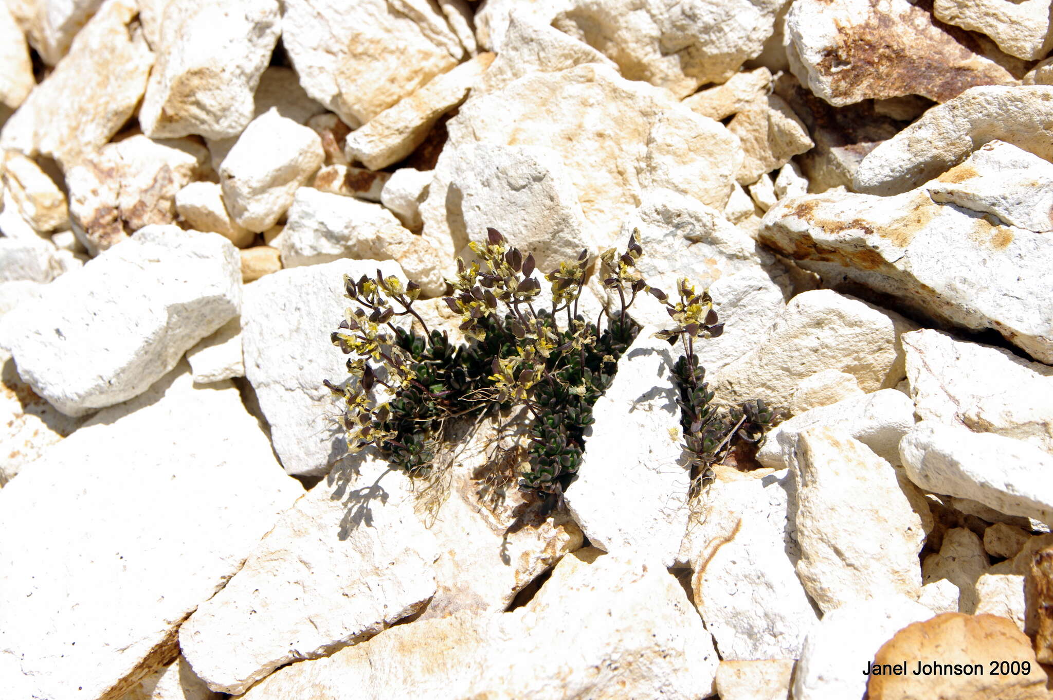 Image of sweetwater draba