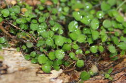 Plancia ëd Leptostigma setulosum (Hook. fil.) Fosberg