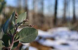 Image of Mallory's manzanita