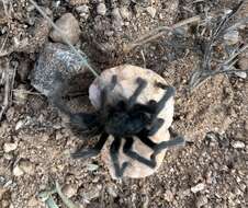 Image of Aphonopelma saguaro Hamilton 2016