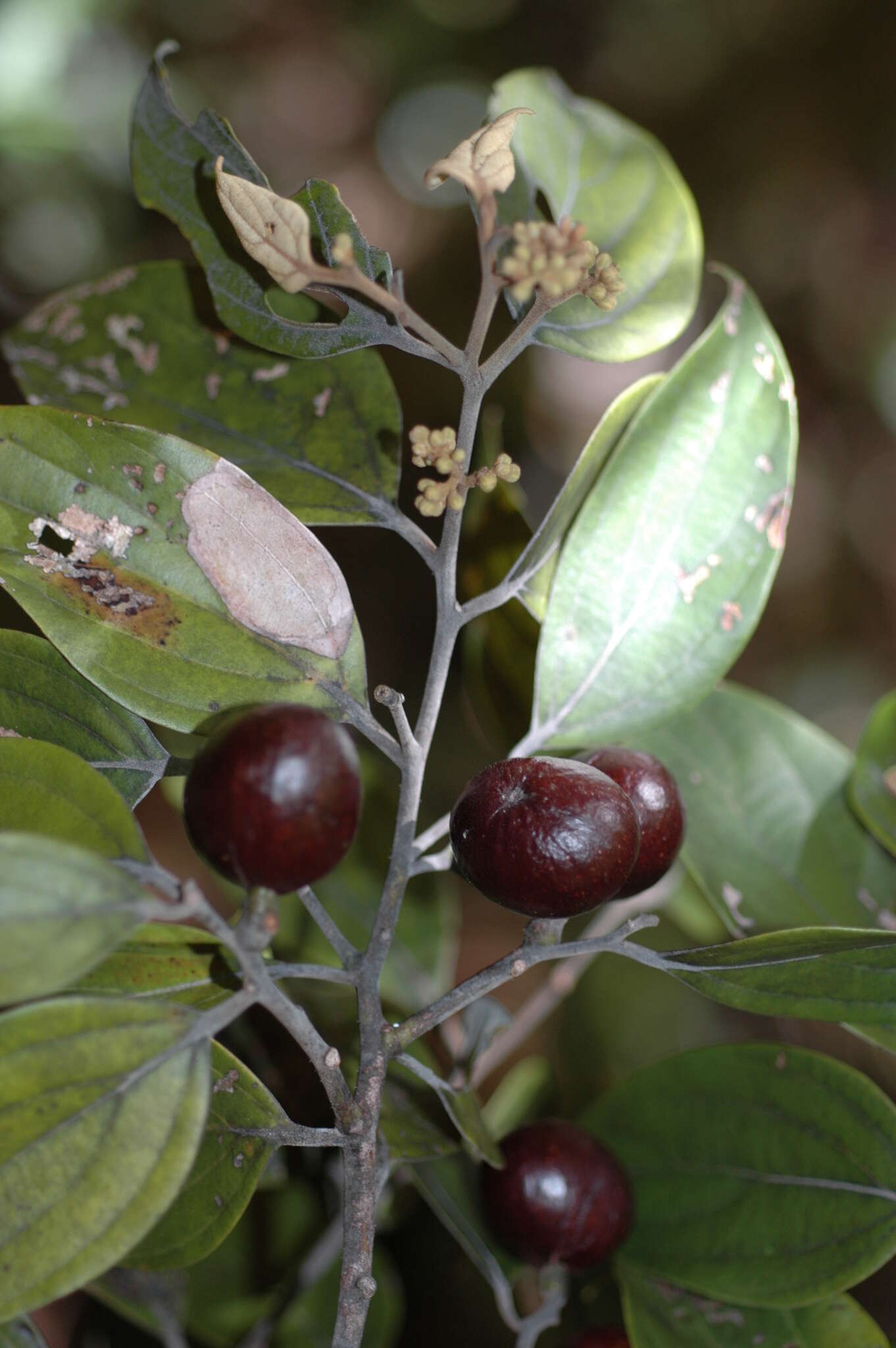 Cryptocarya guillauminii Kostermans的圖片