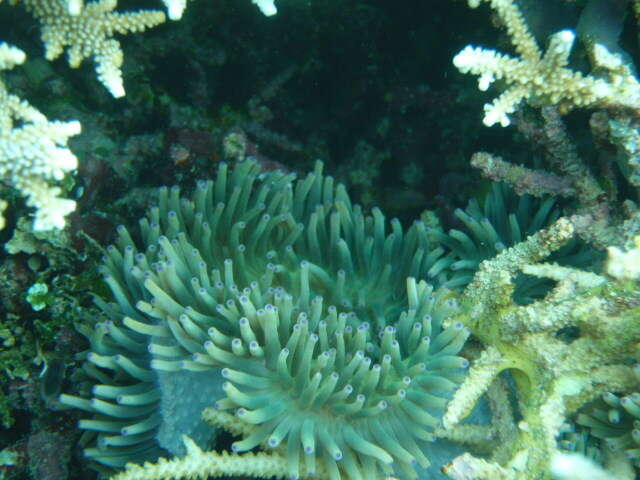 Image of Sebae Anemone