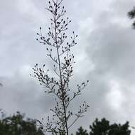 Image of Illinois pinweed