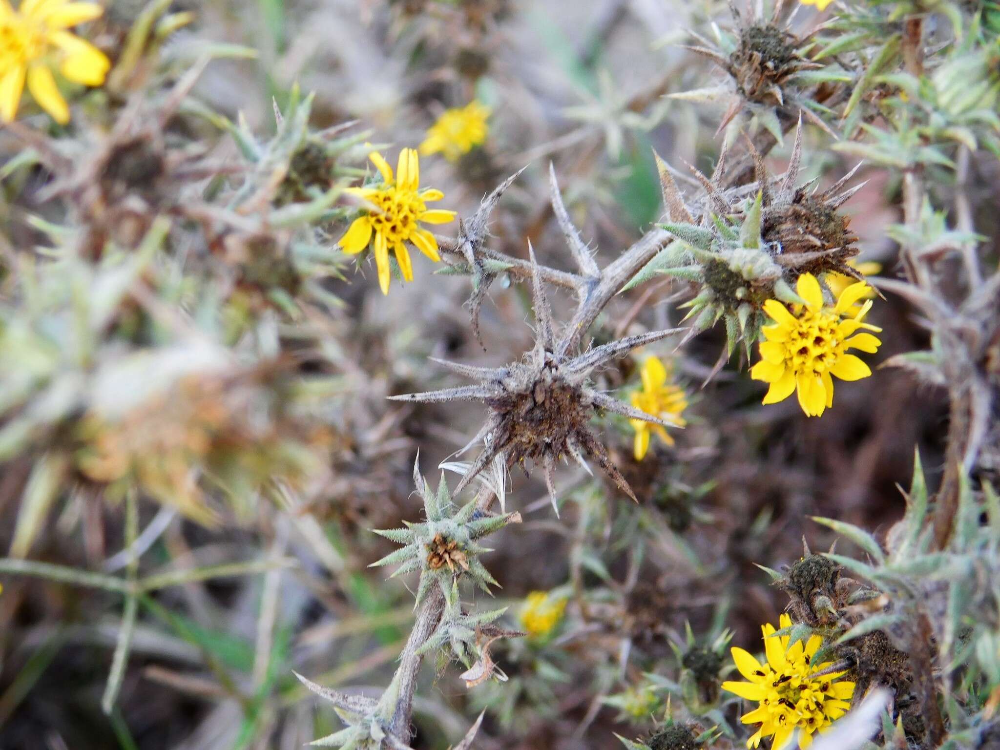 Слика од Centromadia parryi subsp. australis (D. D. Keck) B. G. Baldwin