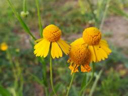 Image de Helenium amphibolum