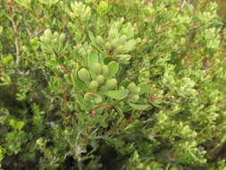 Imagem de Leucadendron muirii Phillips