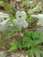 Penstemon alluviorum Pennell resmi