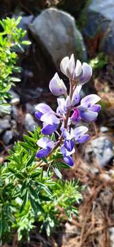 Plancia ëd Lupinus cacuminis Standl.