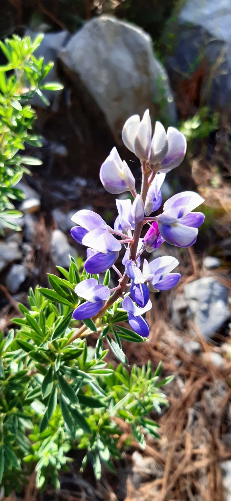 Plancia ëd Lupinus cacuminis Standl.