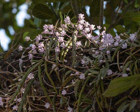 Image of Shoe-lipped Dendrobium