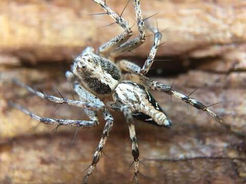 Image of Western Lynx Spider