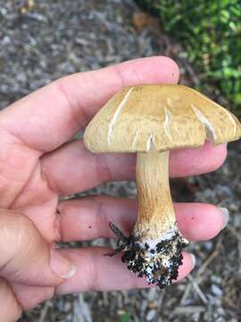 Image of Agrocybe putaminum (Maire) Singer 1936