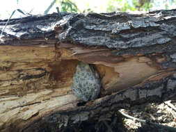 Image of California Chorus Frog