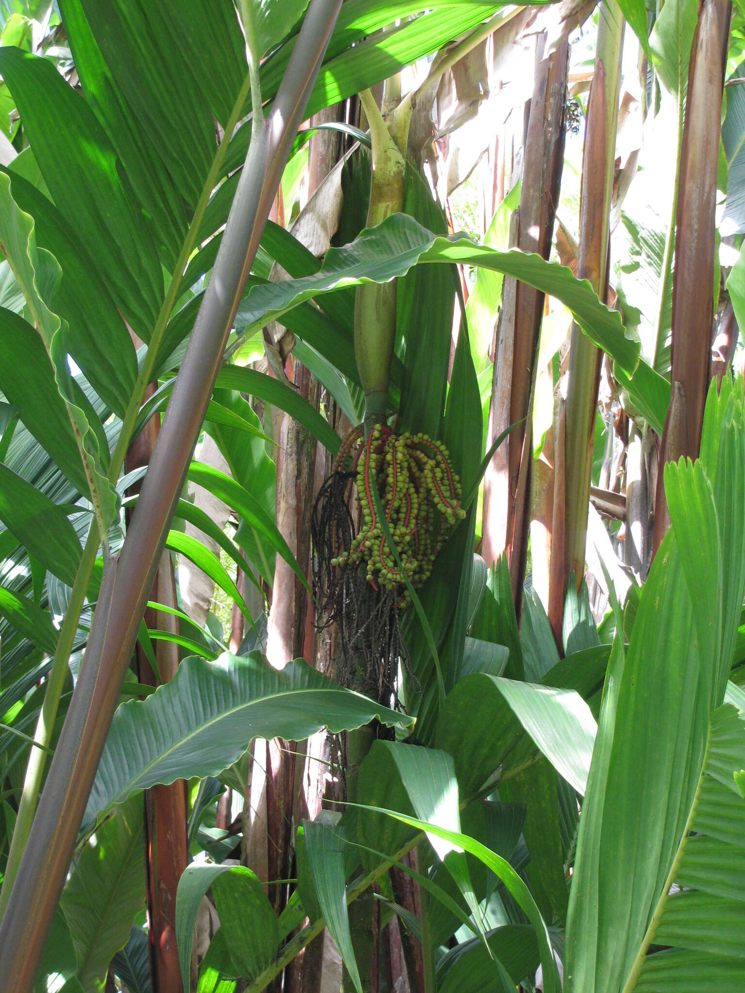 Image of Ivory cane palm