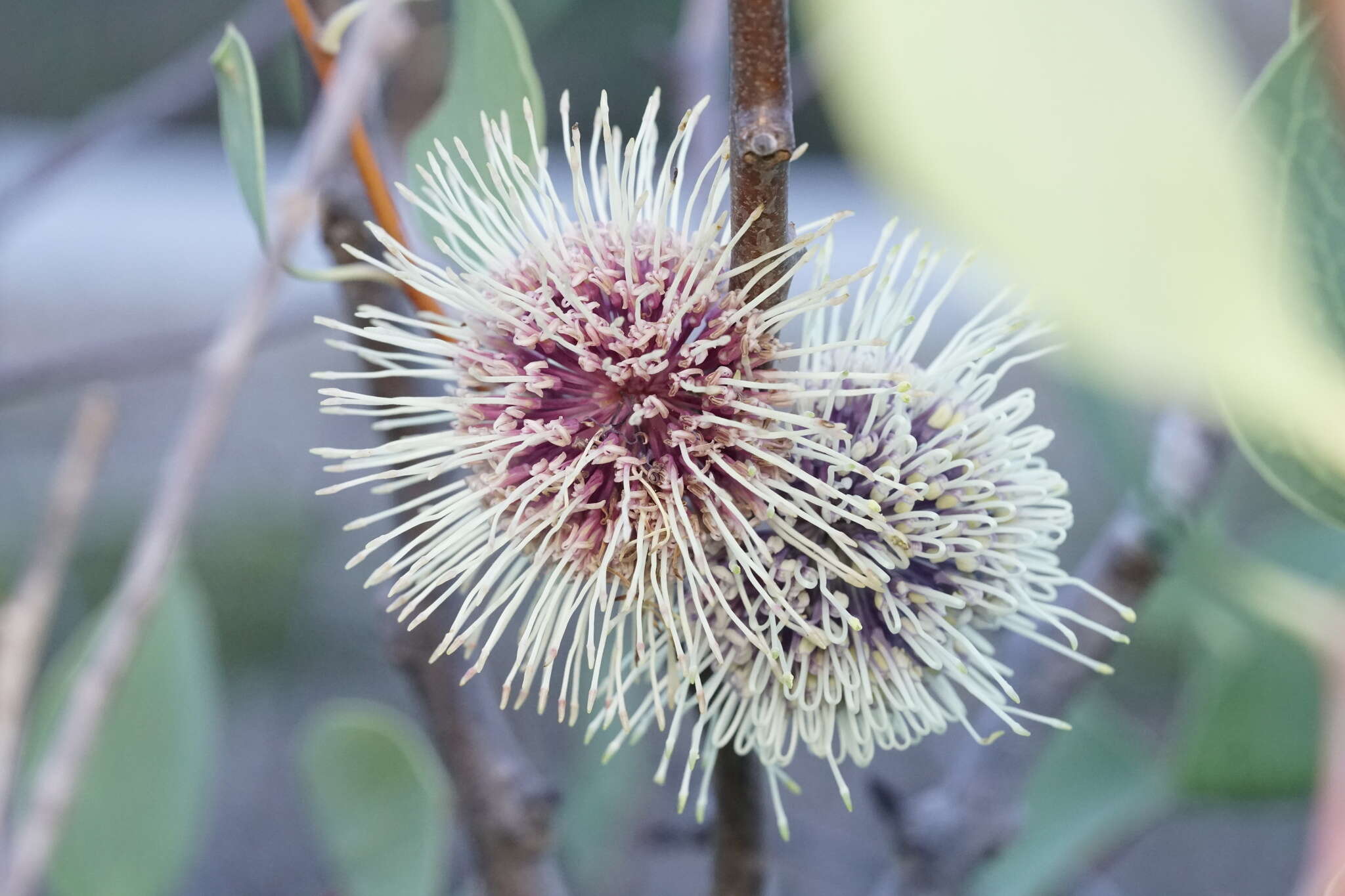 Image de Hakea petiolaris Meissn.