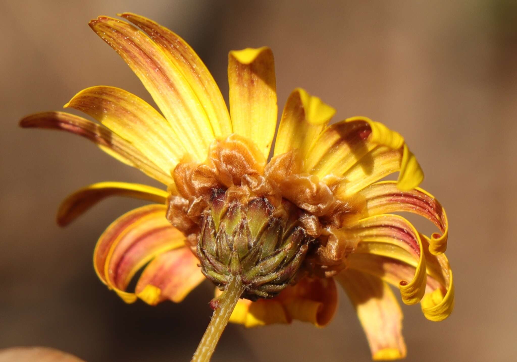 Image of Jewel-of-the-veld