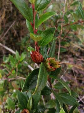 Image of Gaultheria insana (Molina) D. J. Middleton