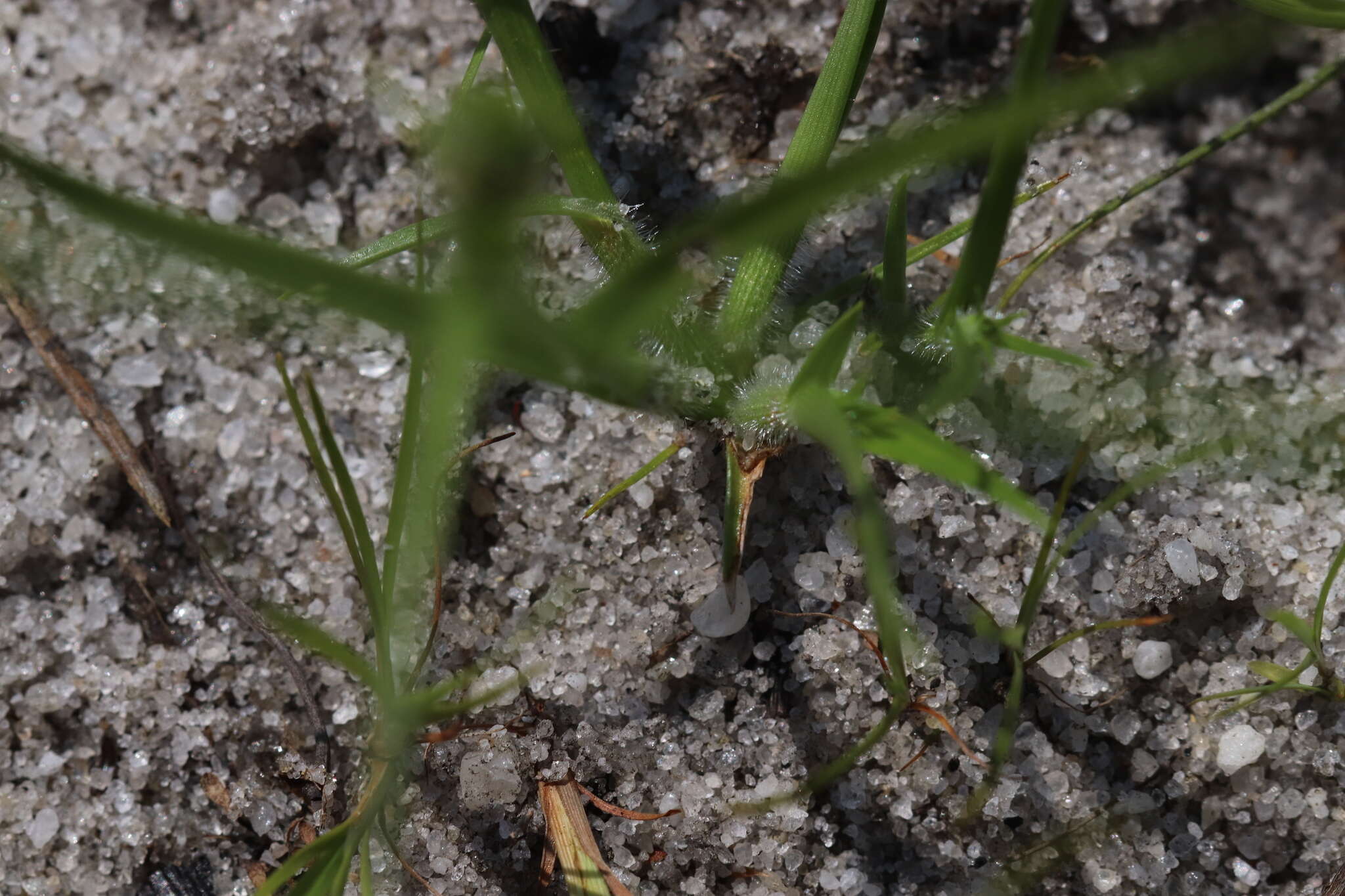 Image of Dwarf Umbrella Sedge