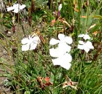 Слика од Dianthus cretaceus Adams