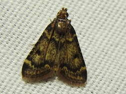 Image of Pink-masked Pyralid Moth