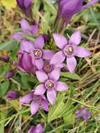 Image of Rough Gentian