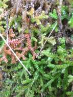 Imagem de Selaginella denticulata (L.) Spring