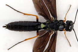 Image of <i>Cephus fumipennis</i>