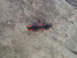 Image of Bark beetle