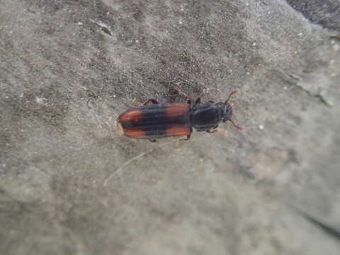 Image of Bark beetle