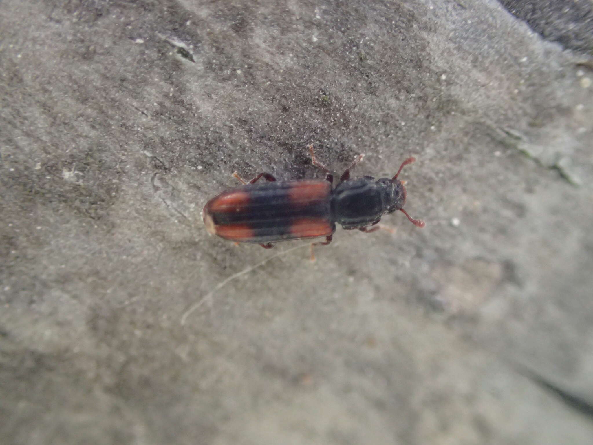 Image of Bark beetle
