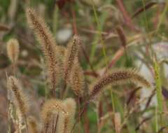 Imagem de Setaria viridis (L.) P. Beauv.