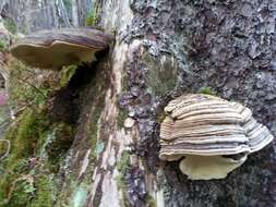 Image of Fomitopsis ochracea Ryvarden & Stokland 2008