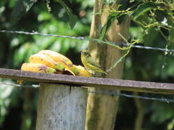 Euphonia laniirostris crassirostris Sclater & PL 1857的圖片