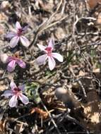 Image of Pelargonium capillare (Cav.) Willd.