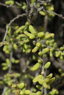 Image of Grahamia bracteata Gill.