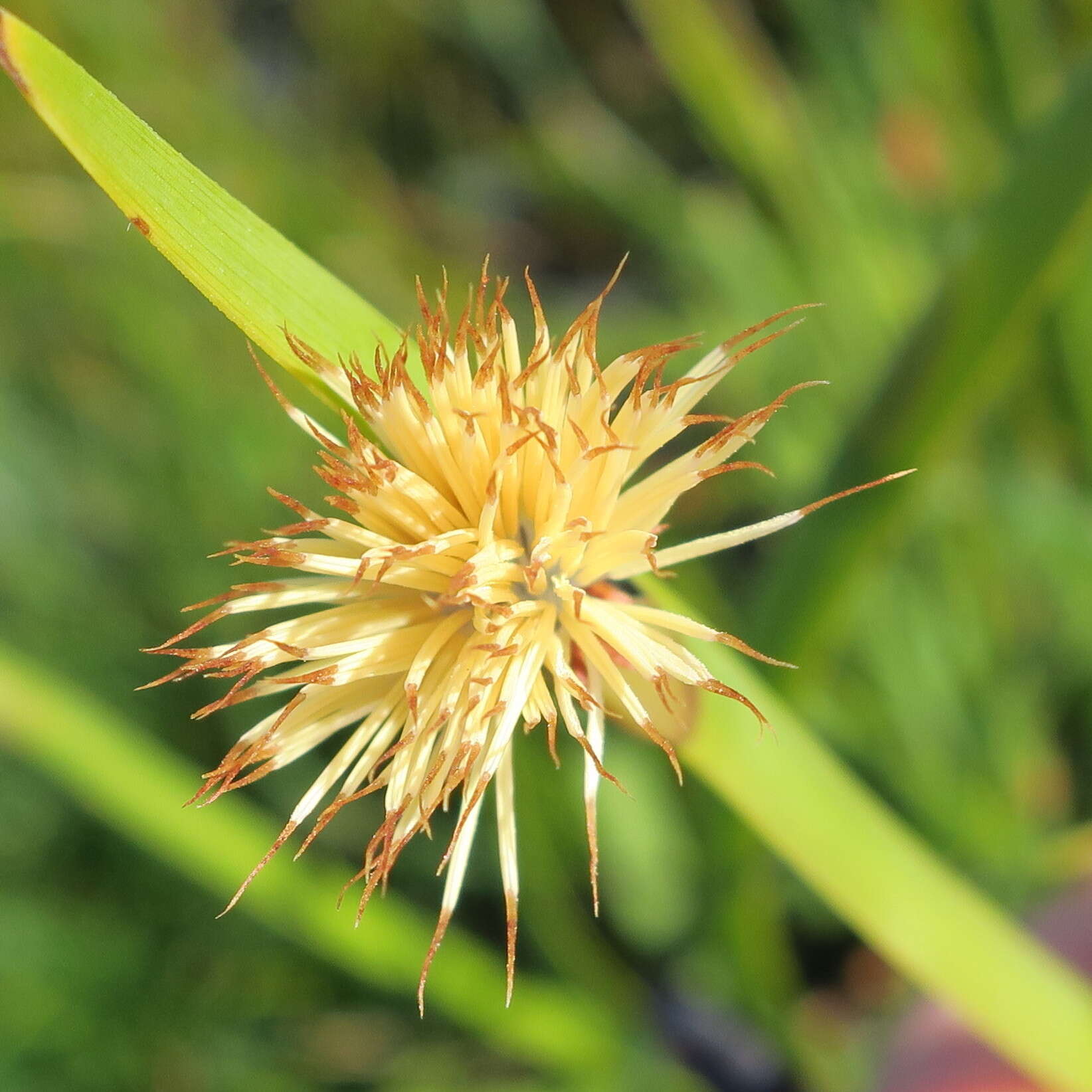 Image of Chrysitrix capensis var. capensis