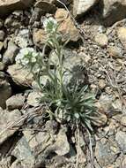 Image of Thompson's cryptantha